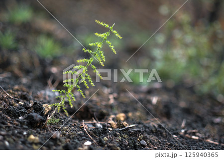 New fern growing in burned forest soil demonstrating hope and rebirth New fern growing in burned forest soil demonstrating hope and rebirth 125940365