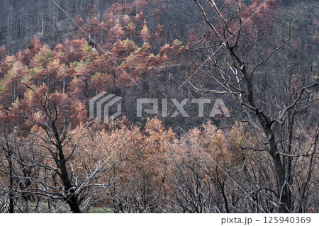 Burnt trees and damaged forest showing the aftermath of wildfire Burnt trees and damaged forest showing the aftermath of wildfire 125940369