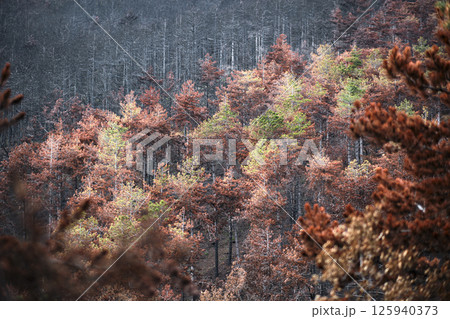 Burnt forest showing new growth after wildfire devastation 125940373