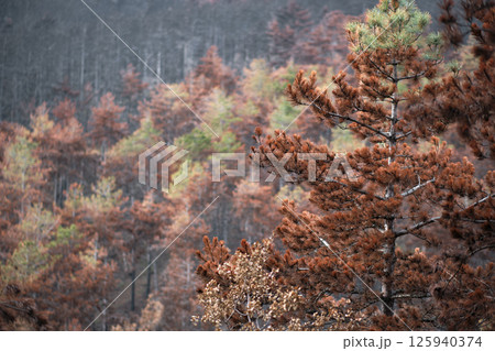 Burnt trees showing damage after wildfire in a conifer forest 125940374