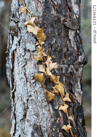 Dry ivy leaves climbing a burnt tree trunk in a forest after wildfire Dry ivy leaves climbing a burnt tree trunk in a forest after wildfire 125940375