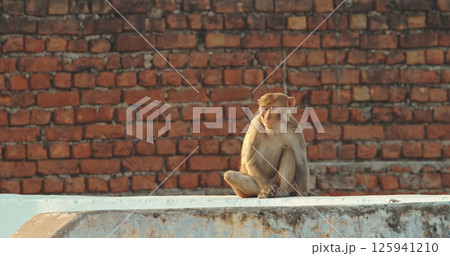 Agra, Uttar Pradesh, India. Many Monkeys Family Walk On Roof. Grilles On Air Conditioners To Protect Against Monkeys. Animal Life In Urban Environment. Animals Live Next To People. Bonnet Macaque - Agra, Uttar Pradesh, India. Many Monkeys Family Walk On Roof. Grilles On Air Conditioners To Protect Against Monkeys. Animal Life In Urban Environment. Animals Live Next To People. Bonnet Macaque - 125941210