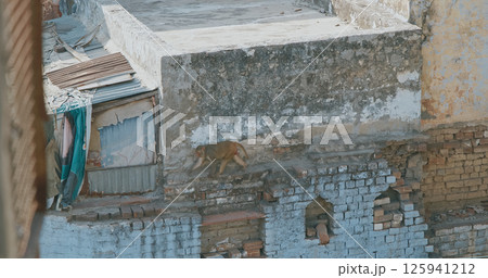 Agra, Uttar Pradesh, India. Many Monkeys Family Walk On Roof. Grilles On Air Conditioners To Protect Against Monkeys. Animal Life In Urban Environment. Animals Live Next To People. Bonnet Macaque - 125941212