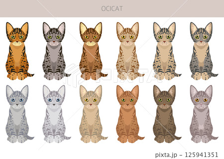 Ocicat, Ocelot Cat clipart. All coat colors set.  All cat breeds characteristics infographic 125941351
