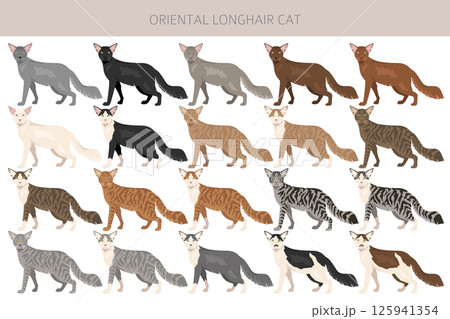 Oriental Longhair Cat clipart. All coat colors set.  All cat breeds characteristics infographic Oriental Longhair Cat clipart. All coat colors set.  All cat breeds characteristics infographic 125941354