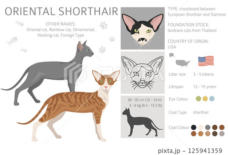 Oriental Shorthair Cat clipart. All coat colors set.  All cat breeds characteristics infographic 125941359