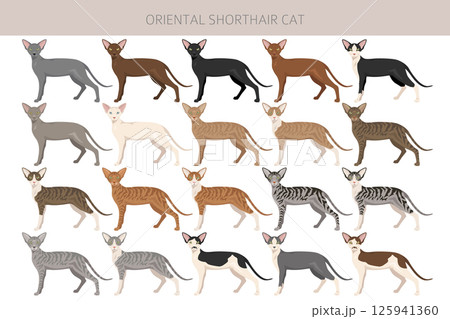 Oriental Shorthair Cat clipart. All coat colors set.  All cat breeds characteristics infographic 125941360