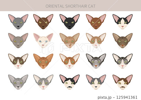 Oriental Shorthair Cat clipart. All coat colors set.  All cat breeds characteristics infographic 125941361