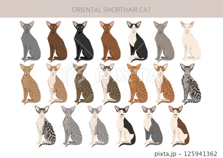 Oriental Shorthair Cat clipart. All coat colors set.  All cat breeds characteristics infographic 125941362
