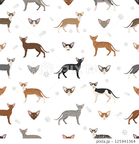 Oriental Shorthair Cat clipart. All coat colors set. All cat breeds characteristics infographic Oriental Shorthair Cat clipart. All coat colors set. All cat breeds characteristics infographic 125941364
