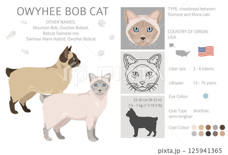 Owyhee Bob Cat clipart. All coat colors set.  All cat breeds characteristics infographic 125941365