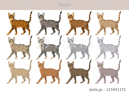 Ocicat, Ocelot Cat clipart. All coat colors set.  All cat breeds characteristics infographic 125941372