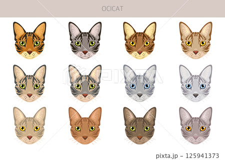 Ocicat, Ocelot Cat clipart. All coat colors set.  All cat breeds characteristics infographic 125941373