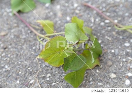 サツマイモの葉 125941630