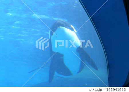 水槽で泳ぐシャチ(名古屋港水族館 愛知県 名古屋市) 水槽で泳ぐシャチ(名古屋港水族館 愛知県 名古屋市) 125941636