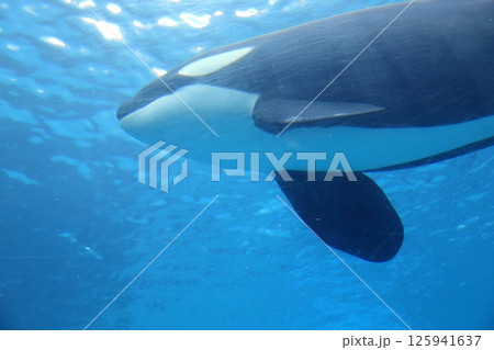 水槽で泳ぐシャチ（名古屋港水族館　愛知県 名古屋市） 125941637