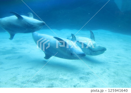 水族館のイルカ 水族館のイルカ 125941640