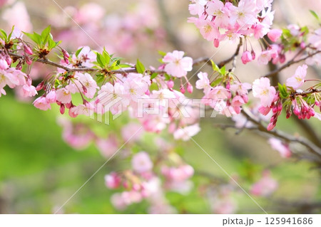 淡いピンクの思川桜 淡いピンクの思川桜 125941686