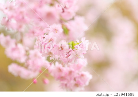 満開の八重紅枝垂れ桜のクローズアップ 【背景ボケ】 【背景ぼかし】 125941689
