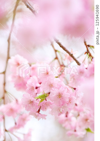 満開の八重紅枝垂れ桜のクローズアップ 満開の八重紅枝垂れ桜のクローズアップ 125941690