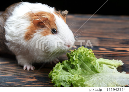 A small guinea pig eating a lettuce leaf A small guinea pig eating a lettuce leaf 125942534