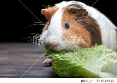 A small guinea pig eating a lettuce leaf A small guinea pig eating a lettuce leaf 125942535