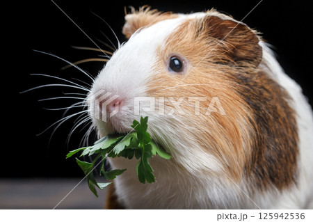 A small guinea pig feeds on parsley leaves 125942536
