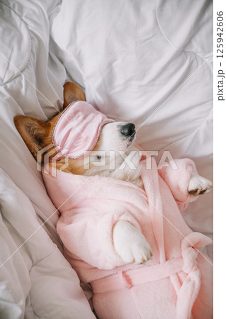 Corgi relaxing in pink robe and sleep mask on cozy bed during morning sun Corgi relaxing in pink robe and sleep mask on cozy bed during morning sun 125942606