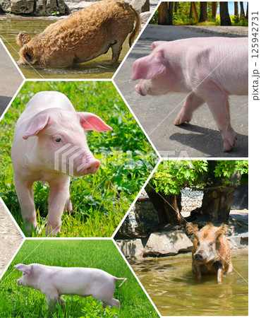 Domestic adult pig and piglets on a farm. 125942731