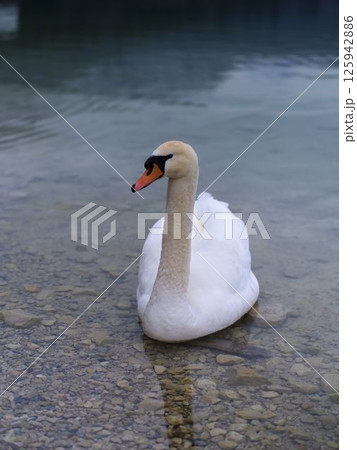 Majestic swan gracefully gliding in crystal clear water by a serene lakeside during a peaceful afternoon Majestic swan gracefully gliding in crystal clear water by a serene lakeside during a peaceful afternoon 125942886