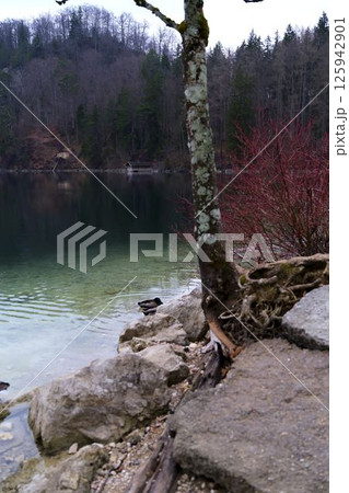 Tranquil lakeside view with a rocky shoreline and vibrant red shrubs under a cloudy sky Tranquil lakeside view with a rocky shoreline and vibrant red shrubs under a cloudy sky 125942901