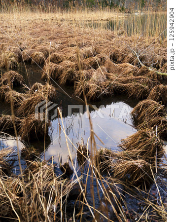Marshland habitat displaying dry grass clumps with reflective water in serene natural setting during early morning 125942904