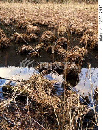Wetland with dense grass clumps reflecting on water in the early afternoon light Wetland with dense grass clumps reflecting on water in the early afternoon light 125942939