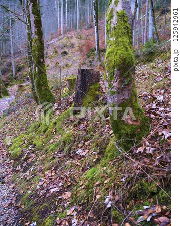 Moss-covered trees and a stump along a forest trail in autumn showcasing nature's beauty and tranquility 125942961