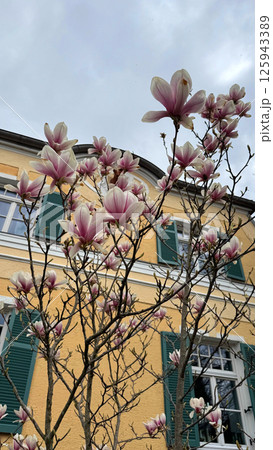 Magnificent blooming magnolia tree with pink flowers against a charming building backdrop Magnificent blooming magnolia tree with pink flowers against a charming building backdrop 125943389