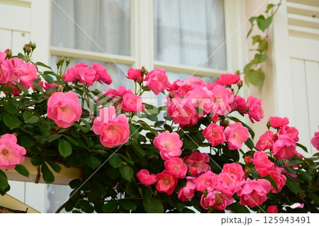 浜名湖ガーデンパーク花の美術館とバラ 浜名湖ガーデンパーク花の美術館とバラ 125943491