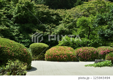詩仙堂丈山寺 サツキの頃の庭園(京都市左京区) 詩仙堂丈山寺 サツキの頃の庭園(京都市左京区) 125943494