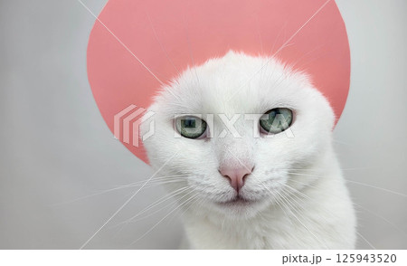 A white cat in a pink kokoshnik with beautiful eyes looks directly at the camera. A white cat in a pink kokoshnik with beautiful eyes looks directly at the camera. 125943520