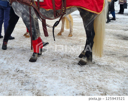 The legs of a bay horse with a long tail standing on wet snow on asphalt. The legs of a bay horse with a long tail standing on wet snow on asphalt. 125943521