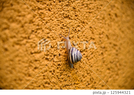 Snail crawling on the green moss with blurred background, shallow depth 125944321