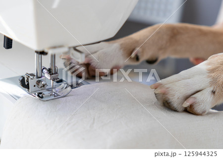 dog sews on a sewing machine with his paws on the machine. dog sews on a sewing machine with his paws on the machine. 125944325