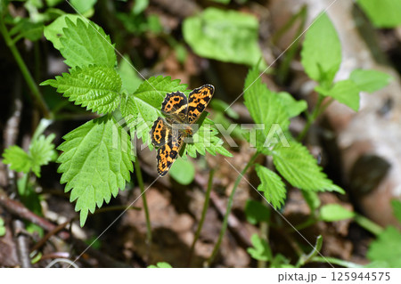 葉に止まるサカハチチョウ 葉に止まるサカハチチョウ 125944575