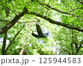 公園の新緑バックに悠然と飛ぶカラス 125944583