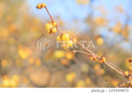 ロウバイの花 125944673