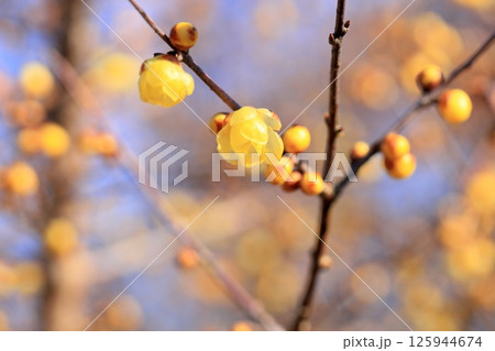 ロウバイの花 125944674