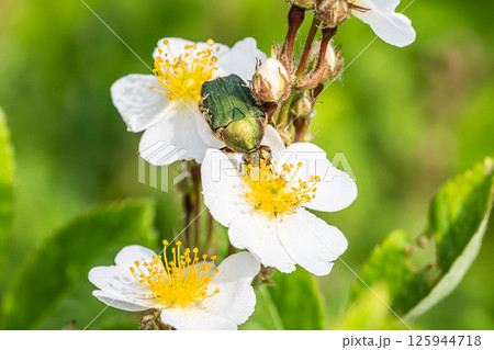 ナミハナムグリ 125944718