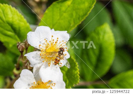 草花の花粉を食べるホソヒラタアブ（メス）　　 125944722