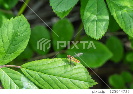 ホソヒラタアブ（メス）　　 125944723