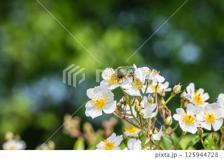 ナミハナムグリ 125944728