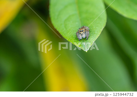 ハエトリグモ（ネコハエトリ） 125944732